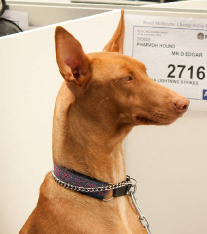 埃及法老王猎犬 身价$2,500$6,500(约16500到43000元人民币)