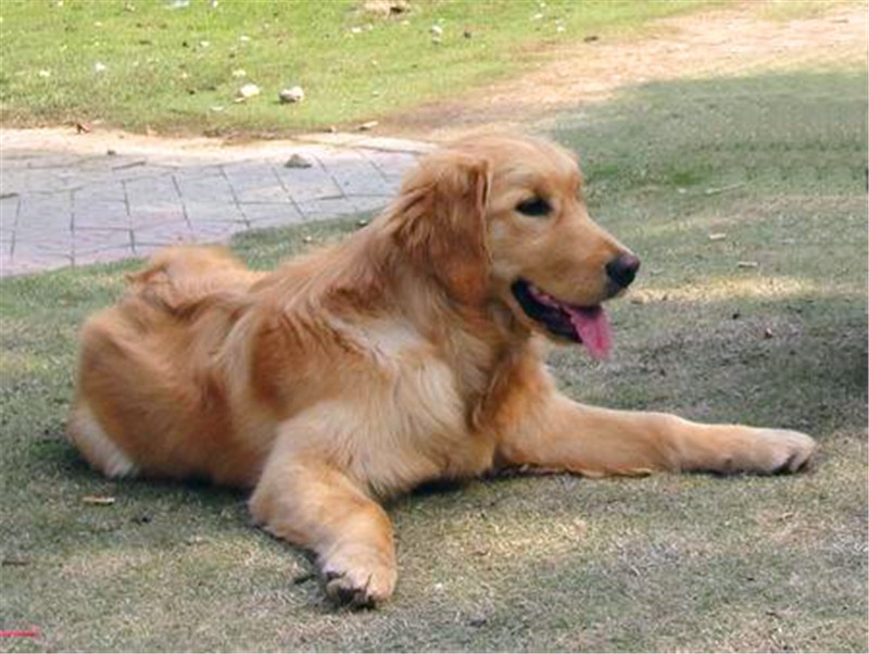 金毛犬的性格外貌特征