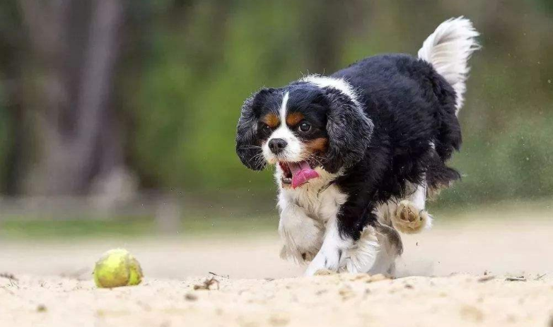 查理王小猎犬的智商排名