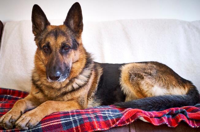 德国牧羊犬的性格外貌特征