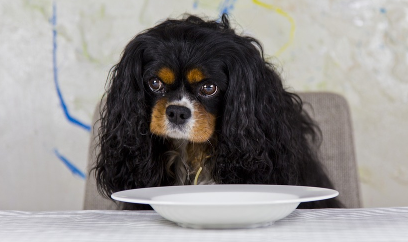 骑士查理王小猎犬的喂养技巧你了解吗