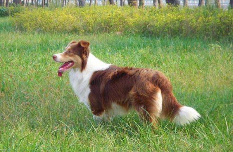 边境牧羊犬的体高是多少