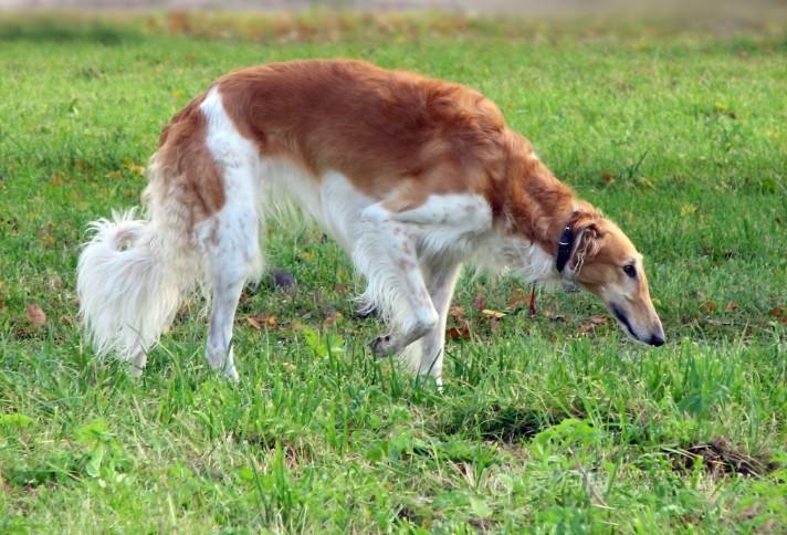 苏俄牧羊犬该怎么喂养