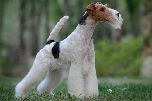 猎狐梗犬训练技巧有哪些