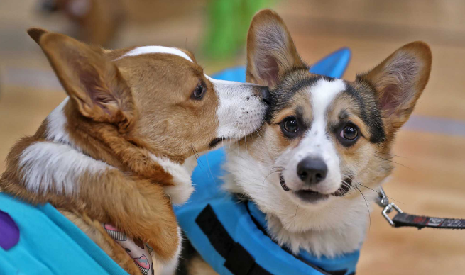 柯基犬多少钱一只眼睛