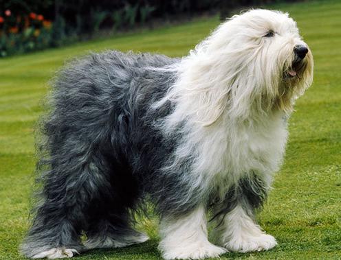 断尾狗(old english sheepdog,别名英国古代牧羊犬,古牧,原产于英