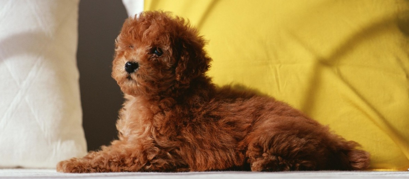 泰迪犬的起源和历史