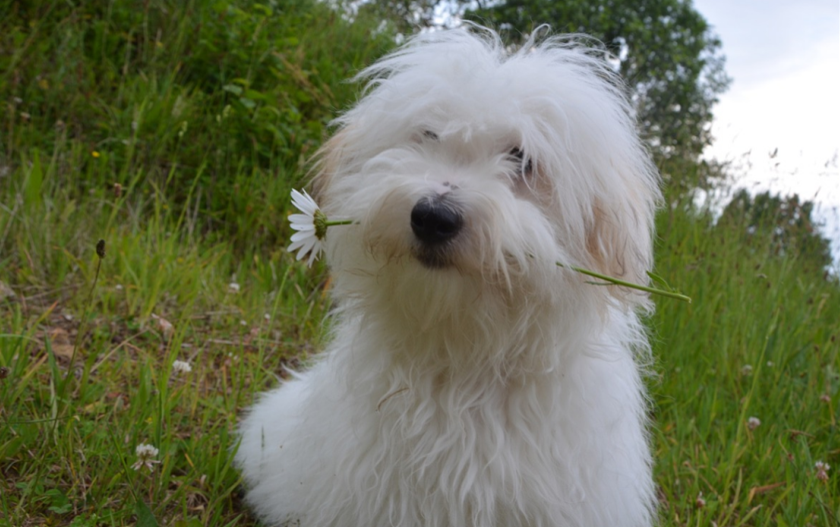 棉花面纱犬聪明吗