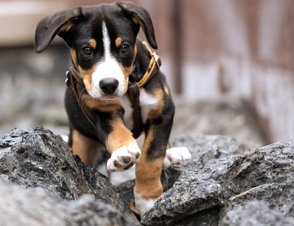 恩特雷布赫山地犬什么颜色好