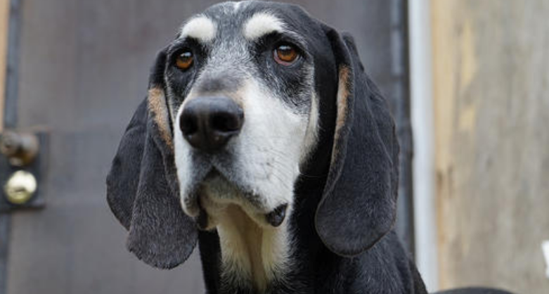 黑褐猎浣熊犬的寿命一般是多久