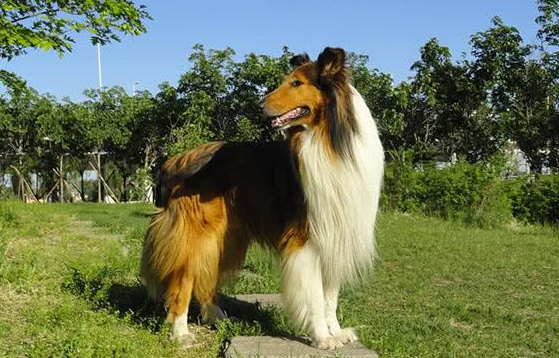 2,根据颜色的不同,同一品质的苏格兰牧羊犬价格也有所差异,比方说浅