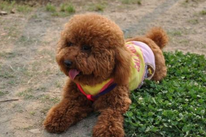泰迪犬聪明吗