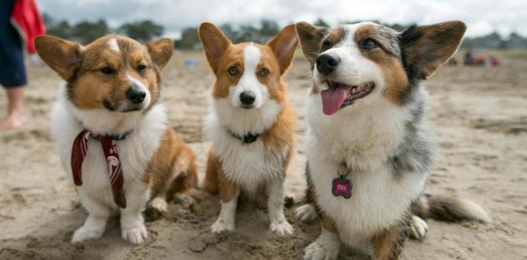 不过像大多数犬种一样,威尔斯柯基犬是一只冷静,友好和顽皮的狗狗.