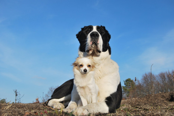 中亚牧羊犬攻击性很强吗