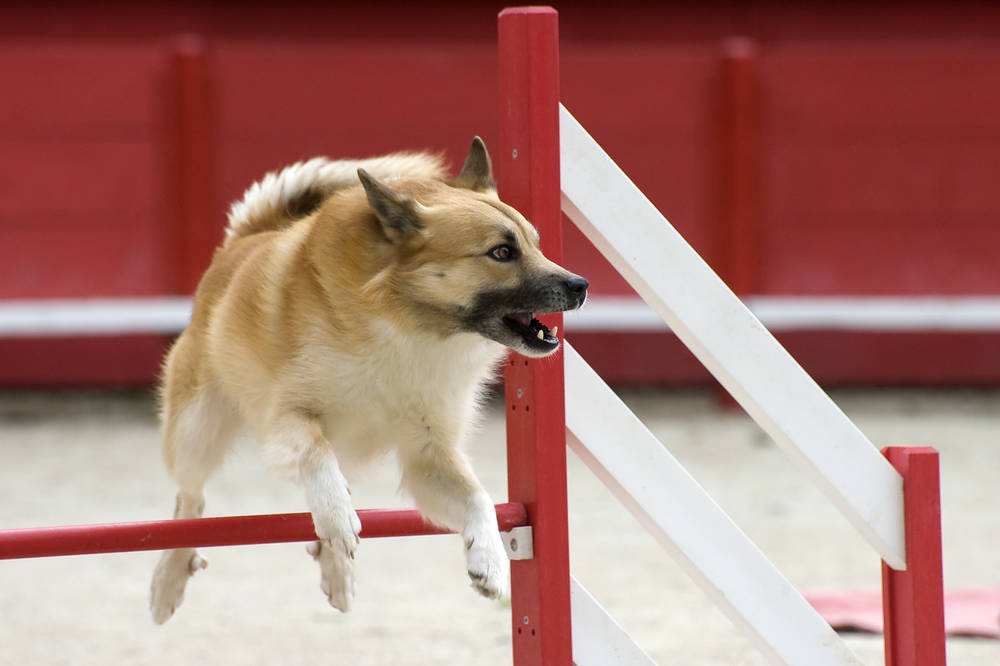 冰岛牧羊犬什么时候产仔