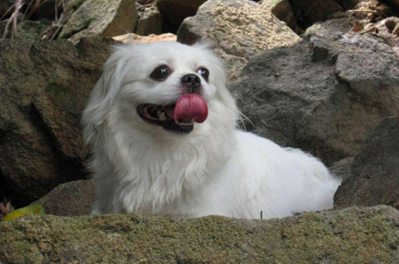 由于京巴最开始是宫廷犬,因此对于陌生人总是有着蔑视的感觉,比较的