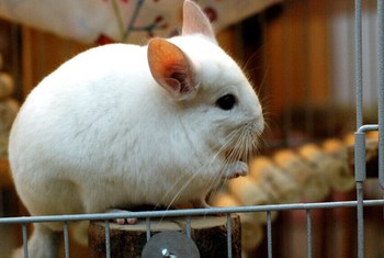 粉白龙猫喂什么比较好