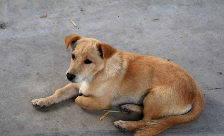 中华田园犬的性格外貌特征