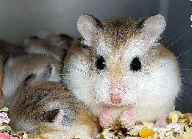 老公公仓鼠的眼后上方与耳之间具一明显的白色毛斑,耳廓内部为稀疏的