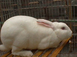 法系獭兔多久可以生兔子