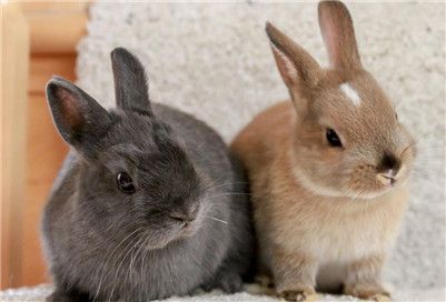 荷兰侏儒兔特点是什么