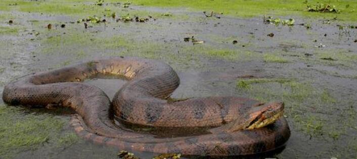 亚马逊电蛇能养出感情吗