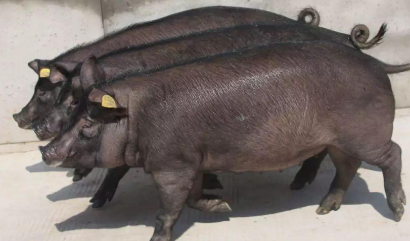 黑猪能长多大成年的黑猪体重在200-300公斤左右,它们的骨架很大,而且