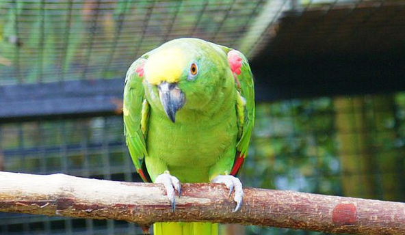 1,黄冠亚马逊鹦鹉的别名有三个,分别是单顶帽,小黄帽以及黄冠鹦哥.