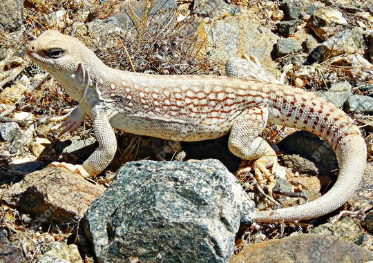 有鳞目【科】iguanidae美洲鬣蜥科【种】沙漠鬣蜥【繁殖方式】卵生二