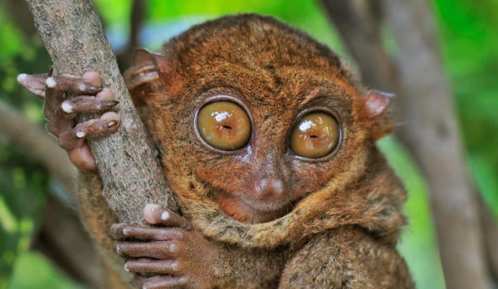 一篇关于侏儒眼镜猴的介绍快来看看吧