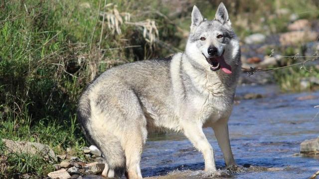 捷克狼犬的战斗力-养捷克狼犬犯法吗-捷克狼犬的训练方式
