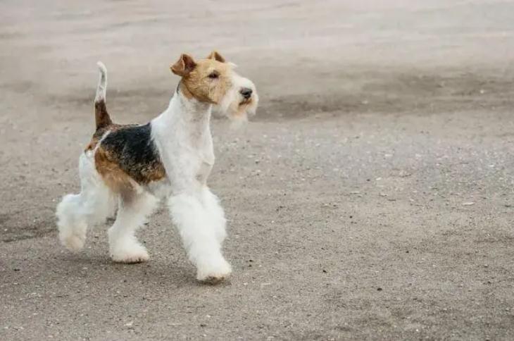 刚毛猎狐梗犬一般要拔几次毛