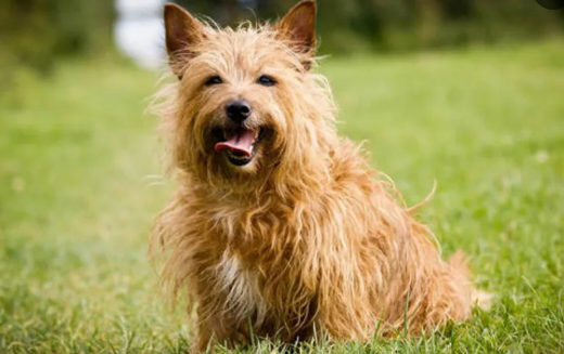 想养小型犬的看这里狗界小短腿凯斯梗超超超萌