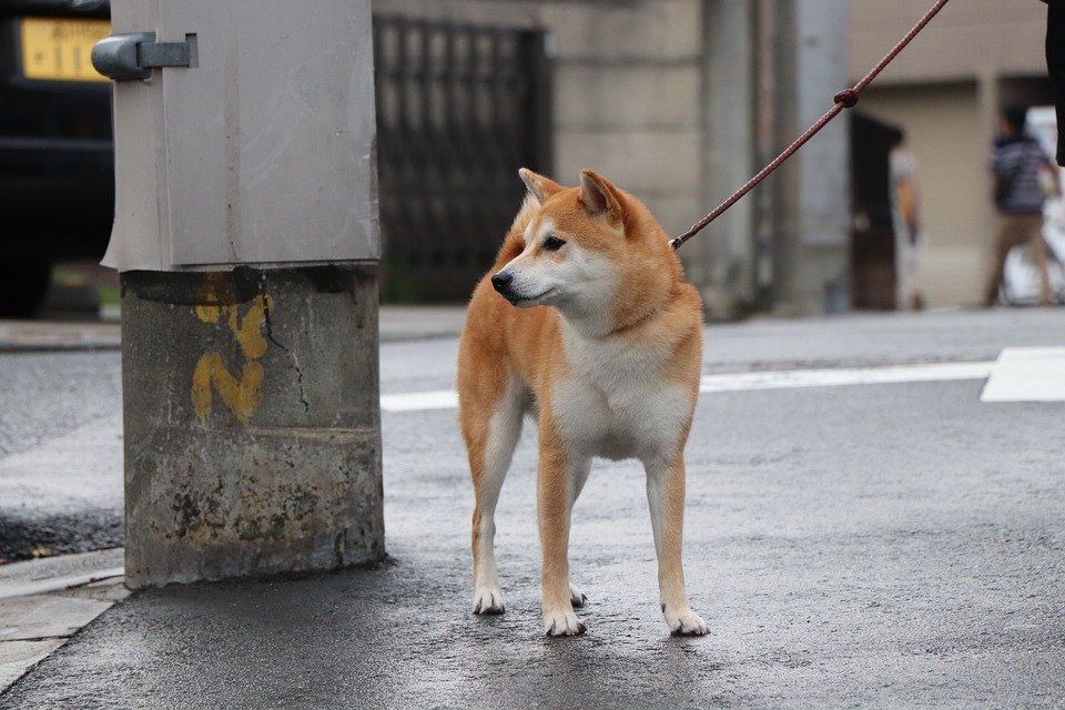 柴犬有哪些性格特征?一起来了解下吧~ 柴犬有哪些性格特征?一起来了解下吧~