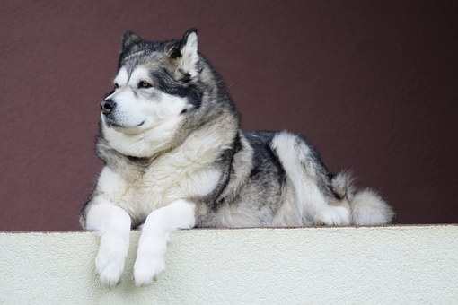 阿拉斯加雪橇犬.jpg