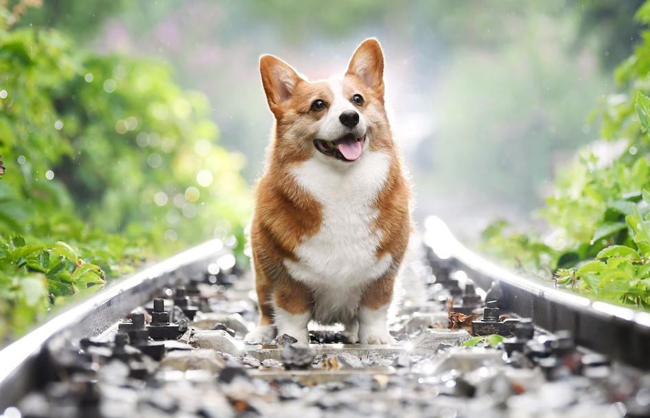柯基犬喂养技巧全攻略奉上,铲屎官快点来get! 柯基犬喂养技巧全攻略奉上,铲屎官快点来get!