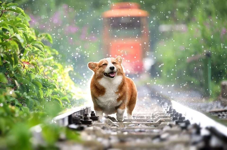 柯基犬的常见疾病及防治方法,新手赶紧收藏备用! 柯基犬的常见疾病及防治方法,新手赶紧收藏备用!