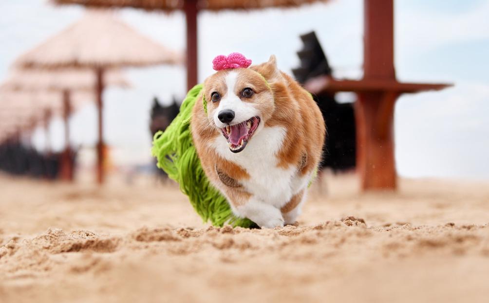 柯基犬怎么训练？这六点一定要注意！