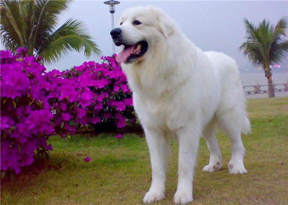 大白熊犬训练的四种基本方法,有哪种是你没用过的? 大白熊犬训练的四种基本方法,有哪种是你没用过的?