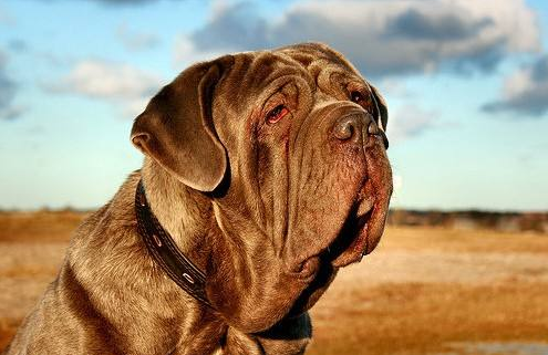 如何训练斗牛马士提夫犬?这四个训练科目了解一下 如何训练斗牛马士提夫犬?这四个训练科目了解一下