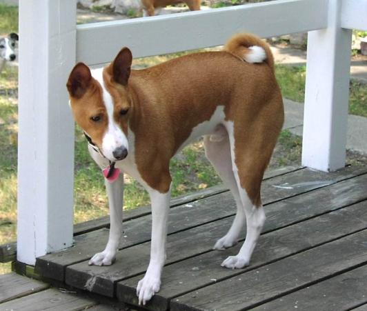 于承诺中永生,盗火者巴仙吉犬的传说故事 于承诺中永生,盗火者巴仙吉犬的传说故事