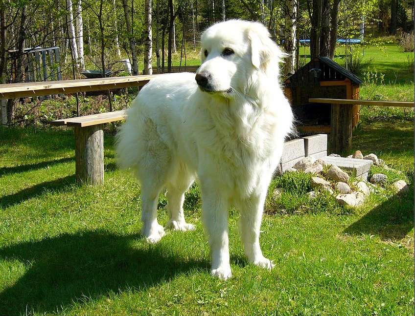 大白熊犬肠胃不适的5个原因,很常见,主人不要忽略了 大白熊犬肠胃不适的5个原因,很常见,主人不要忽略了