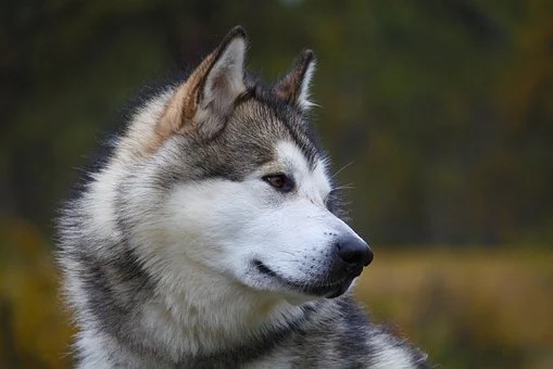 想养一只阿拉斯加雪橇犬？这篇挑选指南收藏一下