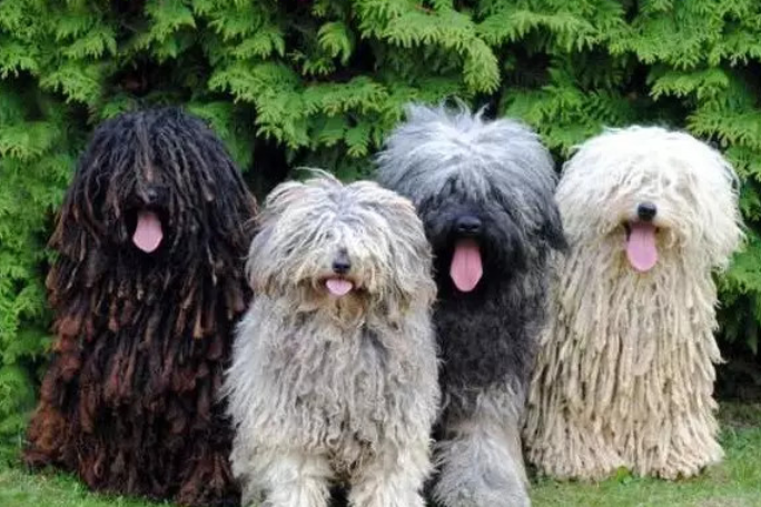 你想要的波利犬喂养技巧全在这里! 你想要的波利犬喂养技巧全在这里!