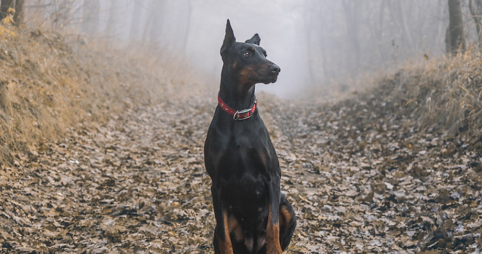 如何喂养杜宾犬？有哪些注意事项？