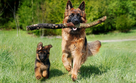 德国牧羊犬怎么训练?需要注意哪些?