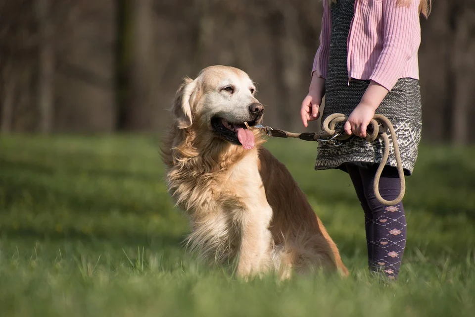 铲屎官必备攻略:“大暖男”金毛犬的七个关键训练点 铲屎官必备攻略:“大暖男”金毛犬的七个关键训练点