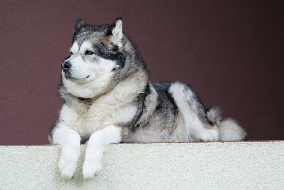 为什么那么多人喜欢养阿拉斯加雪撬犬？说了你别不信