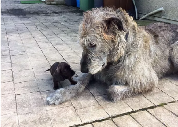 体型如此巨大却有一颗温柔的心，爱尔兰猎狼犬太有爱了！