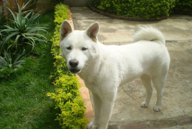 日本秋田犬(akita)身价:$1,500–$5,000(约9900到33000元人民币)